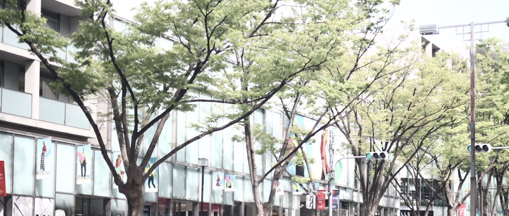 A broad Tokyo avenue lined with leafy zelkova trees and glass-fronted shops in spring
