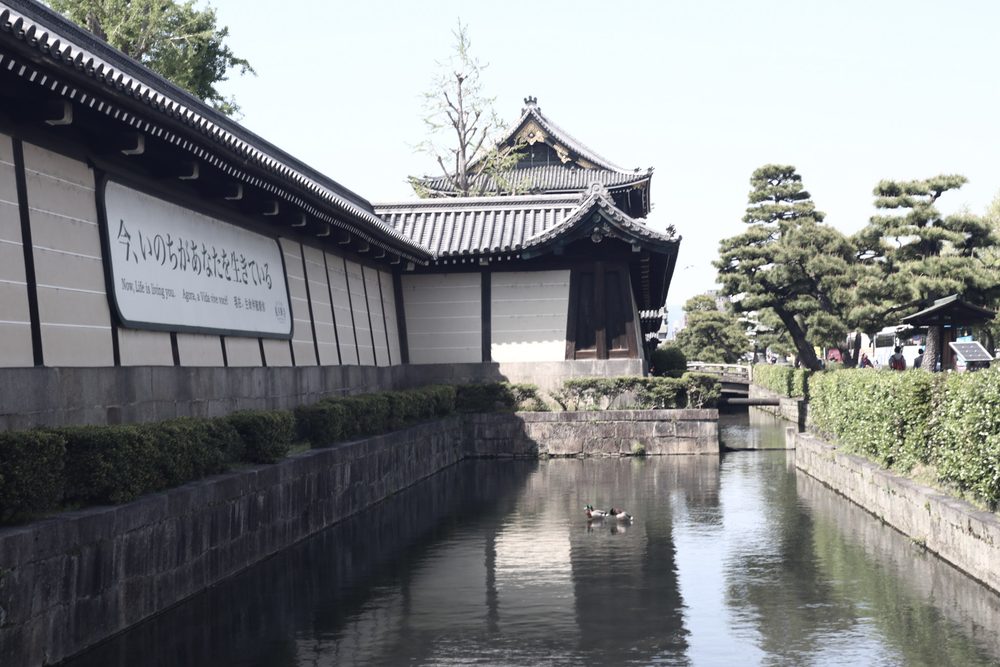 A long white temple wall with tiled roofs beside a calm stone-lined moat with two ducks, and pine trees beyond